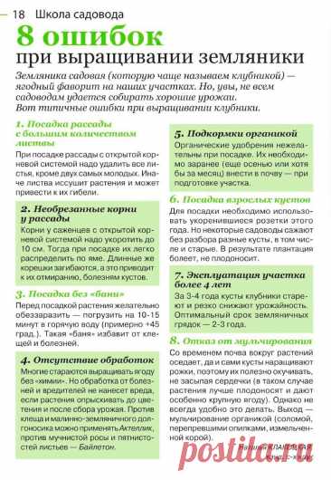 8 ошибок при выращивании земляники