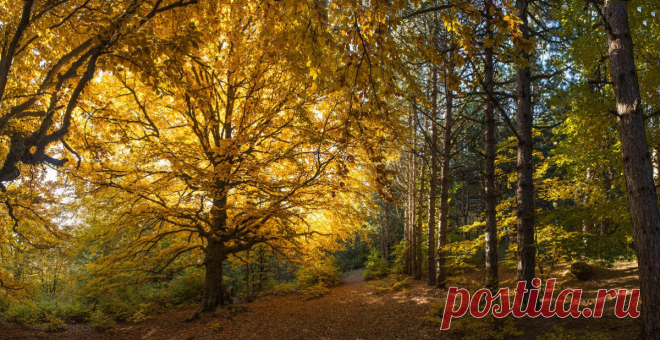 35PHOTO - Dmitriy Egorov - Золото осеннего леса.