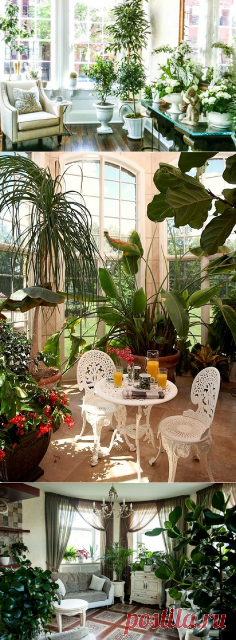 На кухне огород, а в ванной орхидея: Выбираем растения в каждую комнату