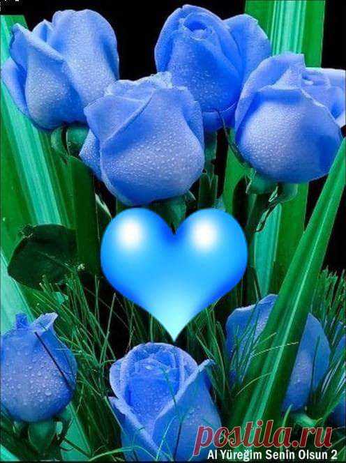 Полюбила голубого. Синие цветы. Голубая любовь. Голубой цвет любовь. Голубое сердечко.