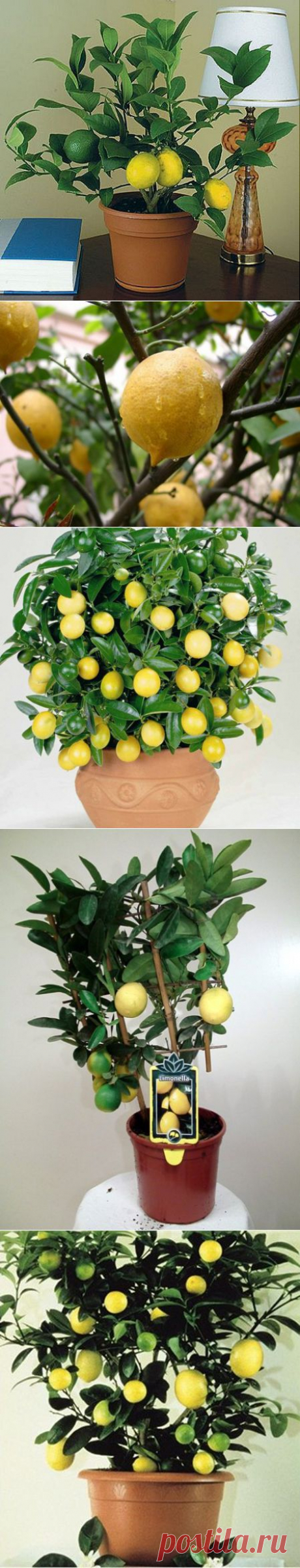 Комнатное растение лимон: выращивание и защита от вредителей | Женская книга