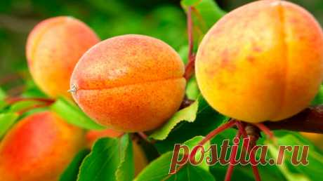 Все про абрикосы: польза и вред для здоровья человека, как выбрать