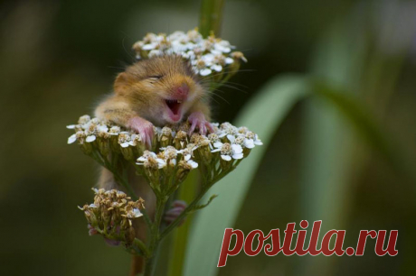 Молока захотел :)