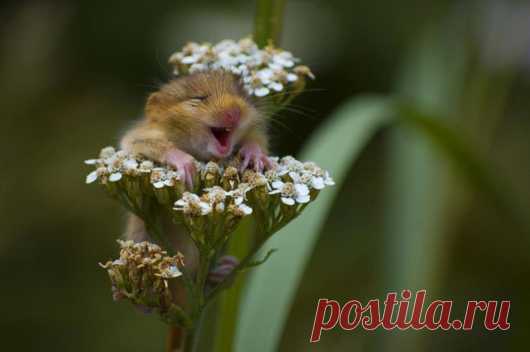 Молока захотел :)