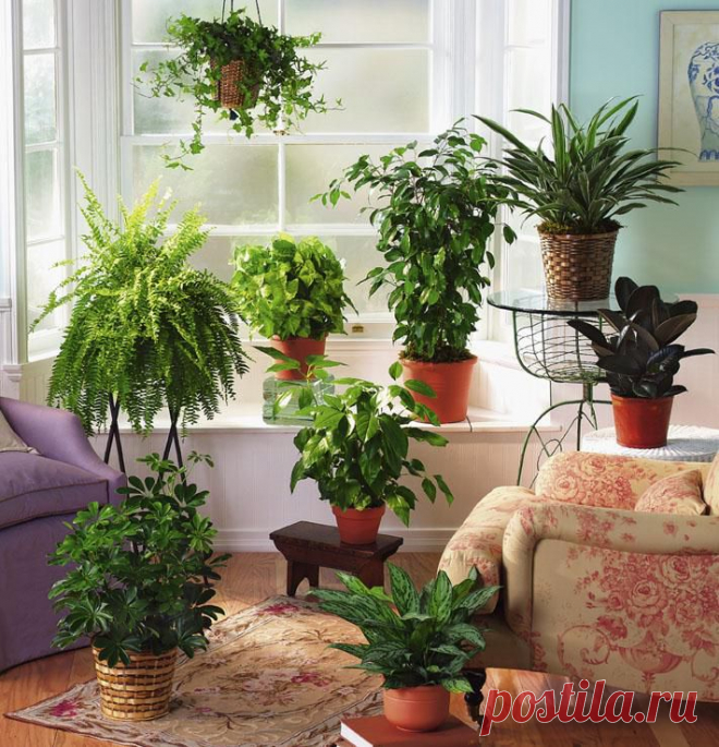 Подкармливайте комнатные растения правильно! | ЖЕНСКИЙ МИР