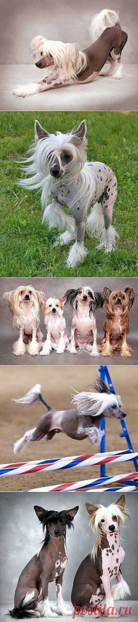 Китайская хохлатая собака - описание породы, фото, питомники, щенки | Animal.ru