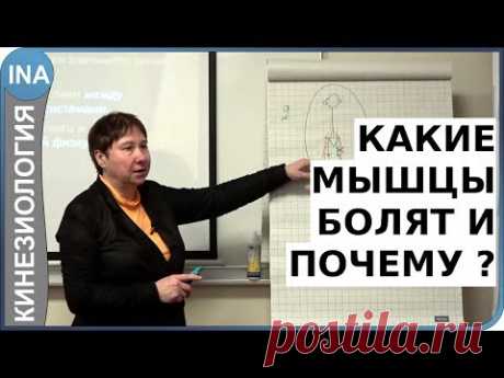 Какие мышцы болят и почему? Прикладная кинезиология. Проф. Л.Ф.Васильева