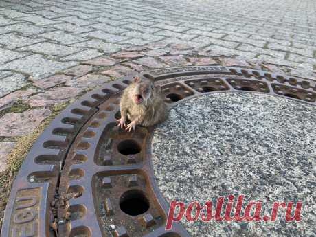 Этот канализационный люк — настоящая ловушка для грызунов в Германии. Только за последний год несколько раз крысы застревали в нем. Пухленьких спасают добровольцы