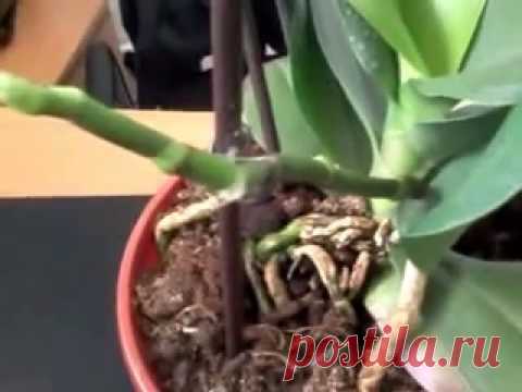 сломан цветонос орхидеи