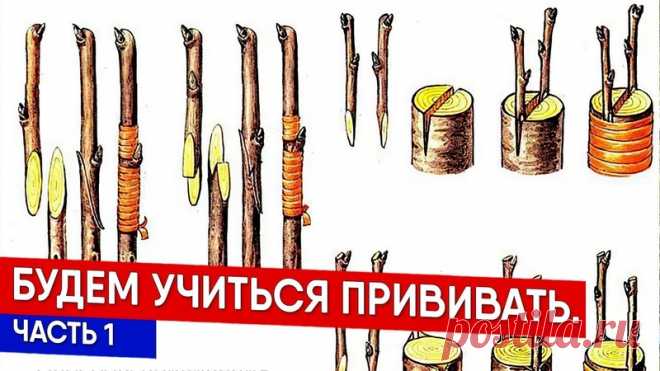 Как прививать растения? Зачем прививать растения? Когда делать прививки? Что такое подвой? что такое привой? Каким инструментом прививать? Способы прививки. Рассказывает Сергей Валов - руководитель питомника Саженцы из Першино

https://www.youtube.com/watch?v=LzE6iVAtl8g