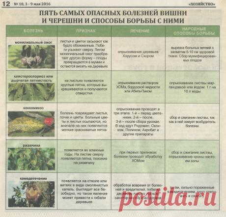 5 самых опасных болезней вишни и черешни и способы борьбы с ними