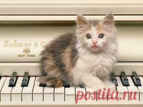 котёнок на пианино