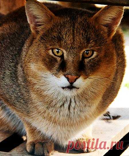 Jungle Cat - Doesn't Really Live in a Jungle | Animal Pictures and Facts | FactZoo.com