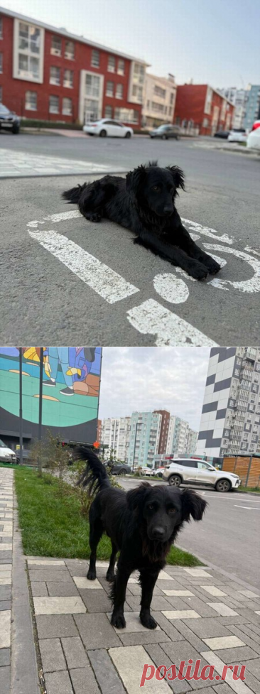 Уголек ищет дом! Ростов-на-Дону и Ростовская область – Животные ищут дом, пользователь Юлия Бельская | Группы Мой Мир