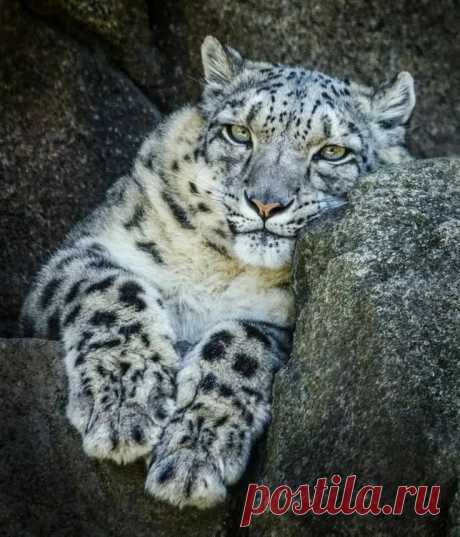 Pin by Billie Jo Holland on Snow Leopard Animals beautiful, Beautiful cats, Snow leopard в Яндекс.Коллекциях