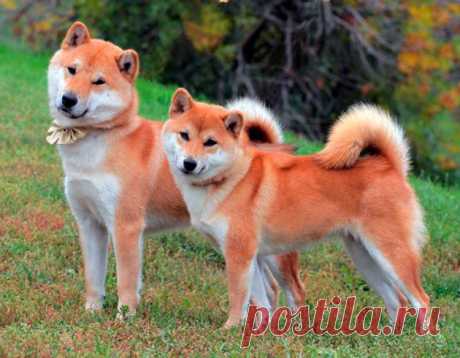 Собаки породы Акита-ину.
Эти собаки являются одним из национальных символов своей родины – Японии, порода была провозглашена одним из памятников ее природы, «сокровищем Японии».
https://vk.com/funny_animals_world