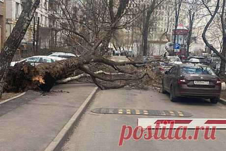 Российским водителям объяснили, как возместить ущерб при падении дерева на автомобиль | Bixol.Ru
