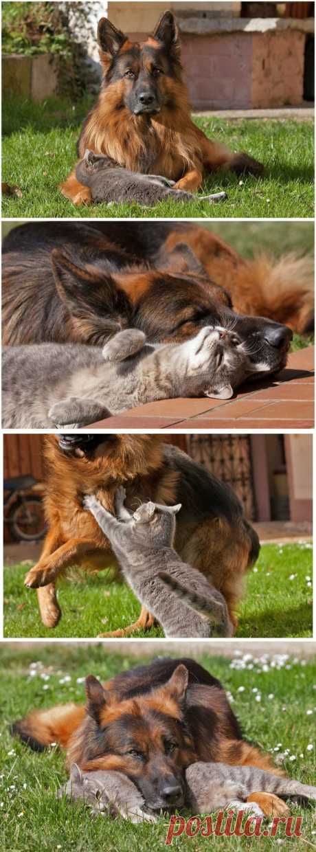 О настоящей дружбе: кошка и собака. Фотограф Tina M.