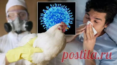 ВОЗ: случаи заболевания людей птичьим гриппом "вызывают огромную озабоченность" | Российский микробиологический портал | Дзен