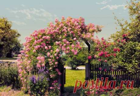 Фотообои на стену «Розовые цветы в саду». Komar 8-936 Rose Garden