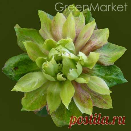 Роза Green Rose | Купить саженцы в GreenMarket