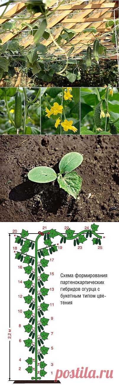 Огурец: выращиваем в теплице на Supersadovnik.ru