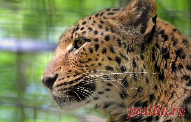 Обои усы, взгляд, морда, леопард, leopard, грустный, большая пятнистая кошка, panthera pardus картинки на рабочий стол, раздел кошки - скачать