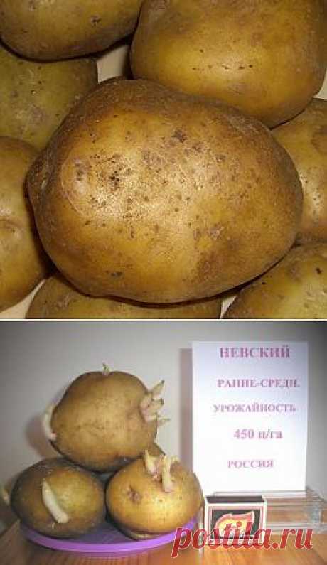 Сорт картофеля «Невский» « Все о картофеле