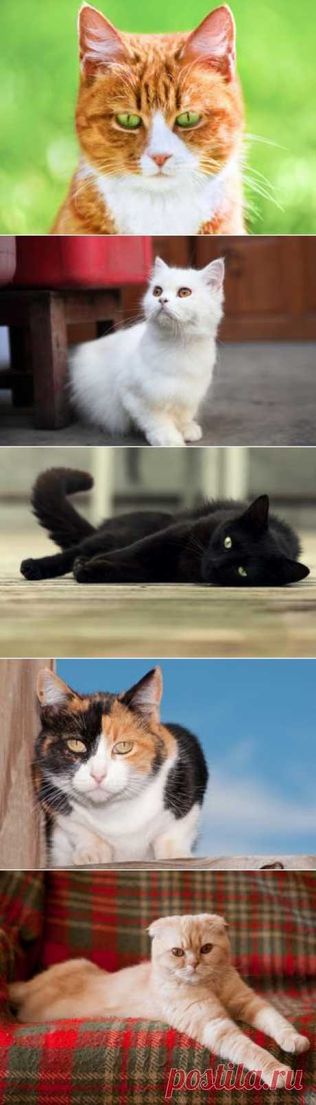 Окрас кошки и ее характер