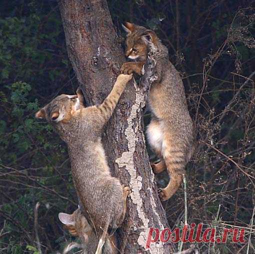 Jungle Cat - Doesn't Really Live in a Jungle | Animal Pictures and Facts | FactZoo.com