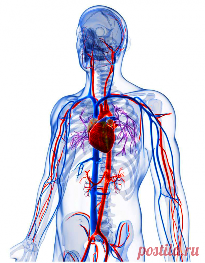Воды сосуды человека. Анатомия системы кровообращения. Кровеносная система человека человека. Кровенаясистема человека анатомия. Система кровообращения человека кровеносные сосуды.