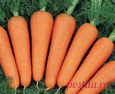 Морковный серпантин - всходы дружные | Огород без хлопот