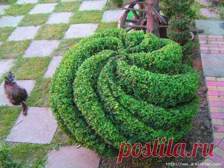 Декоративные растения: топиари самшитового куста