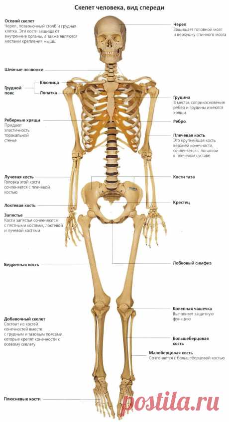Картинки скелет человека (37 фото) ⭐ Забавник