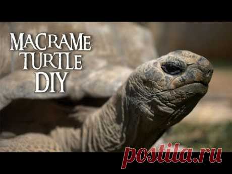Macrame Turtle Pattern Tutorial 🐢