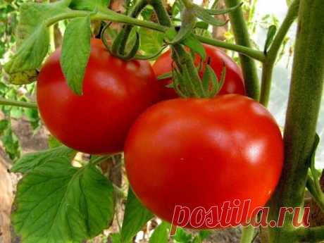 10 способов повысить урожай томатов