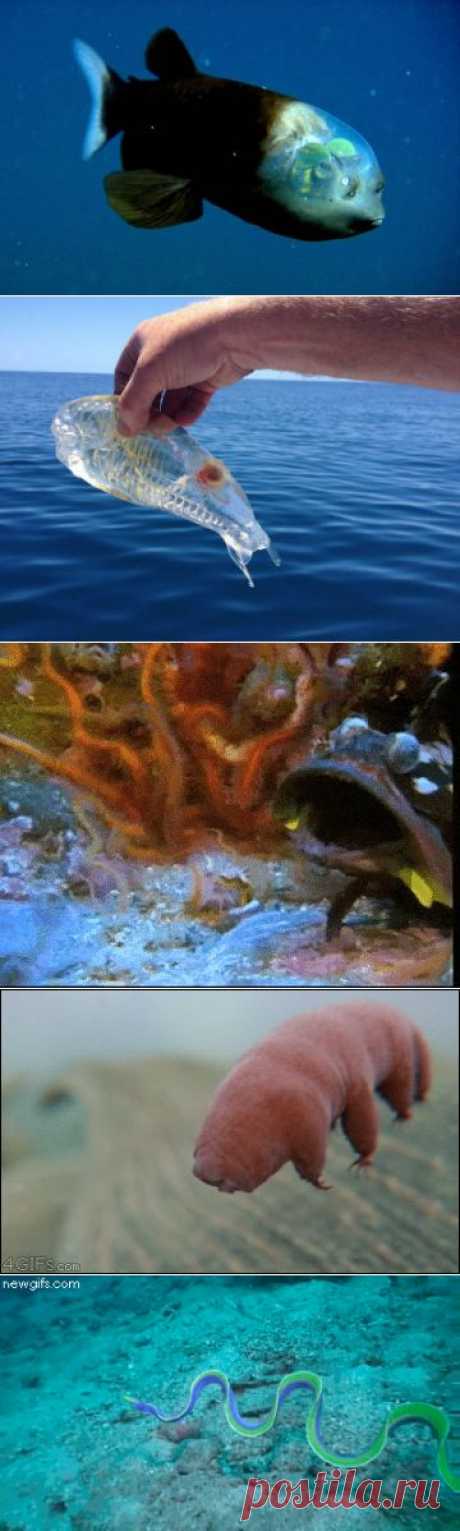 26 загадочных морских существ, похожих на обитателей фантастических миров | Agligator