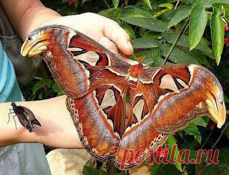 самая большая в мире бабочка...  размах крыла достигает 30 см...