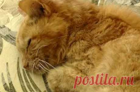 Томас-младший, или для краткости Т2, – рыжий полосатый кот, в последний раз видевший своего хозяина Перри Мартина из Форт-Пирса, Флорида, 14 лет назад