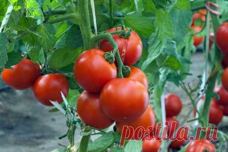Уход за помидорами в августе – Энциклопедия домовладельца