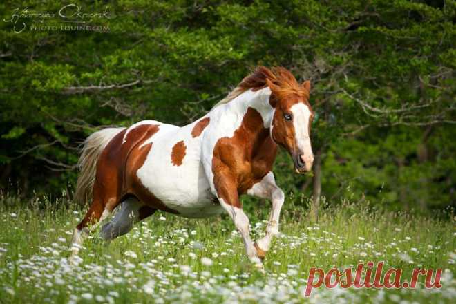 American Paint Horses - Equine Photography Katarzyna Okrzesik