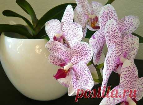 4 полезных совета в выращивании орхидеи.