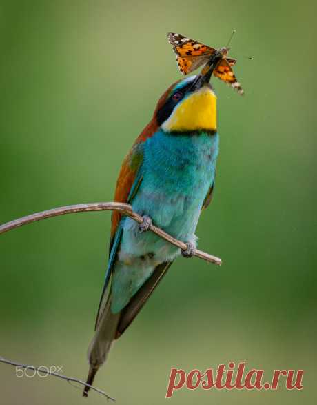 Bee eaters bird with a breakfast Bee eater birds in Danube Delta eats butterfly on a natural green background