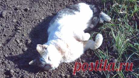 В День Земли будьте ближе к земле, коты покажут, как | 22 апреля 2024 | Международный день Матери-Земли | Сайт «Кошки–Коты» | Автор Нина Стрелкова | Кошачий календарь «Кошки каждый день» |