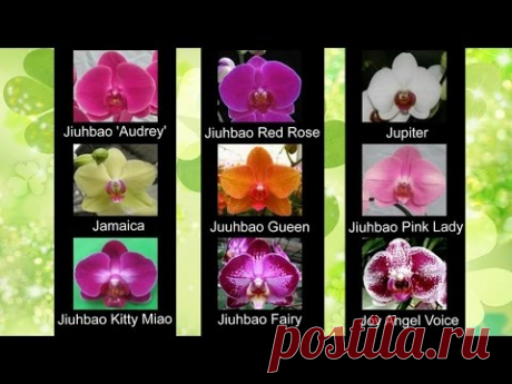 Сорта названия орхидей фаленопсис ❀ Phalaenopsis orchid varieties