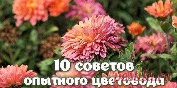 10 СОВЕТОВ ОПЫТНОГО ЦЕТОВОДА