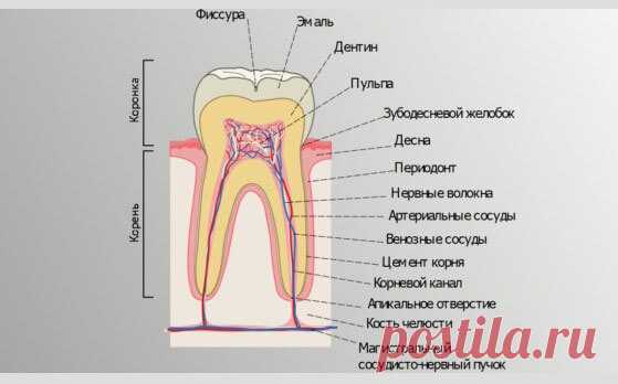 Кровоточивость десен - причины и лечение