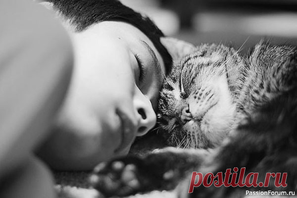 Учеными доказано: кошки - лучшее снотворное для человека Американские специалисты смогли научно доказать благотворное влияние кошек на сон человека. Усатые-хвостатые создания помогают забыть о бессоннице, крепко заснуть, не просыпаясь среди ночи. Кошки и коты способны создавать умиротворяющую атмосферу вокруг себя, которая окутывает всех...