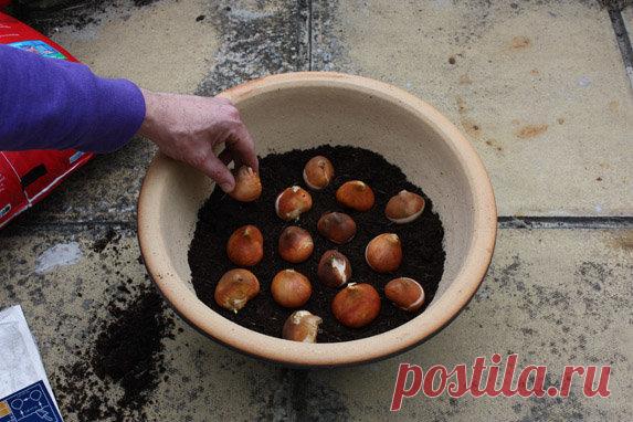 Тюльпаны посадка в ведрах. Посадить луковицы тюльпанов в горшок. Посадка тюльпанов на выгонку. Посадка луковичных в горшки. Посадить луковицы тюльпанов в горшок.