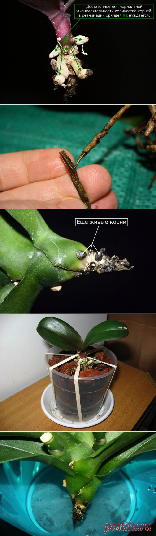 реанимация орхидей фото